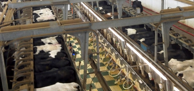 Agricultural Electrical Services | Dairy Milking Parlor